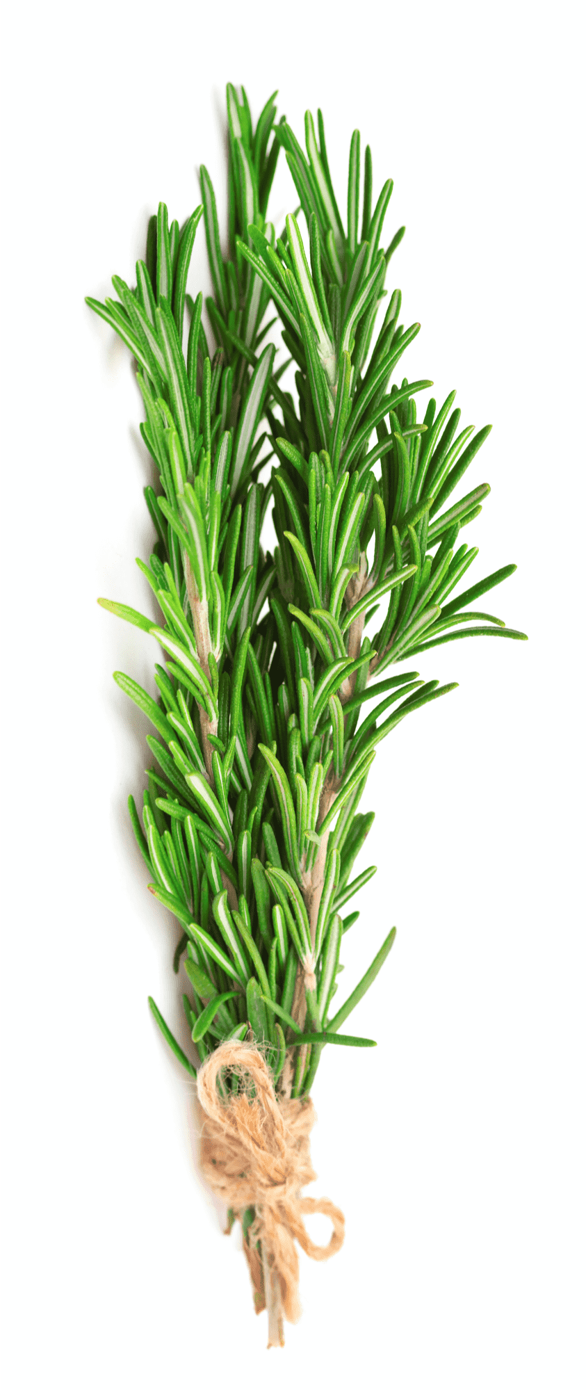 Rosemary Herb | BBQanswers