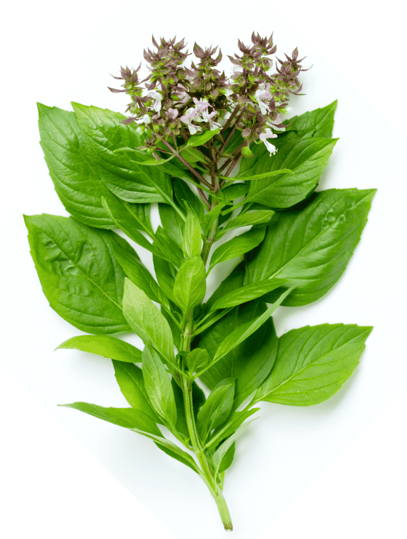 Basil Leaves | Herbs for BBQ | BBQanswers